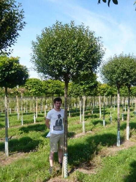 Kugel-Steppen-Kirsche 'Umbraculifera' (Prunus eminens 'Umbraculifera' / Prunus fruticosa 'Globosa') als Hochstamm mit Kugelkrone