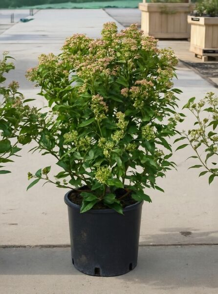 Viburnum tinus / Mittelmeer-Schneeball 50-60 cm C10, im Topf, grünes Laub mit hellen Blütenständen