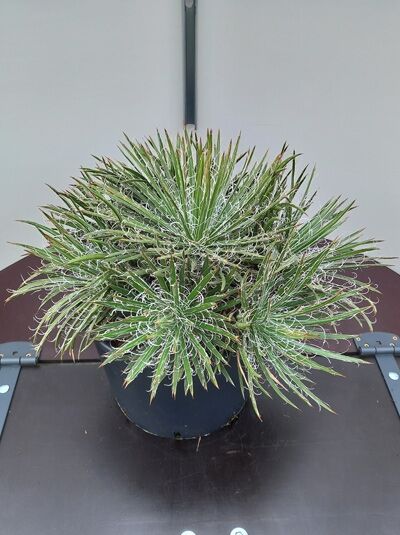 Agave filifera (Faden-Agave) 40–50 cm im C20-Topf, kompakte Rosette aus schmalen, grünen Blättern mit weißen Fäden.