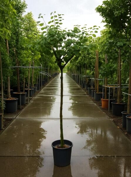 Gewöhnlicher Judasbaum (Cercis siliquastrum) Herzbaum, 100 cm Stamm, im schwarzen Topf C20 mit grünem Laubkrone.
