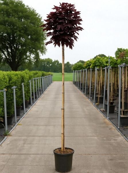 Spitz-Ahorn (Acer platanoides 'Crimson Sentry') Hochstamm 8-10 StU im Container, dunkellaubige Krone am Stützstab