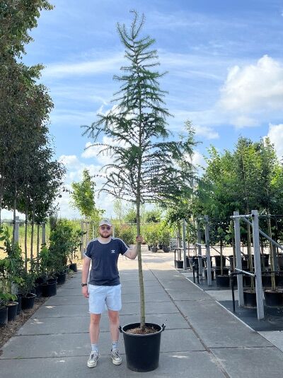 Japanische Lärche (Larix kaempferi) Hochstamm 10-12 StU mit Drahtballen im Topf, schlanker Stamm mit aufrechter Krone