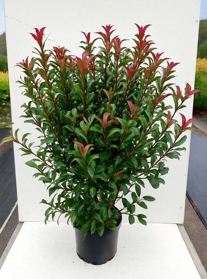 Kompakte Glanzmispel 'Carre Rouge' / Glanzmispel 'Carr Rouge' - Photinia  fraseri 'Carre Rouge'