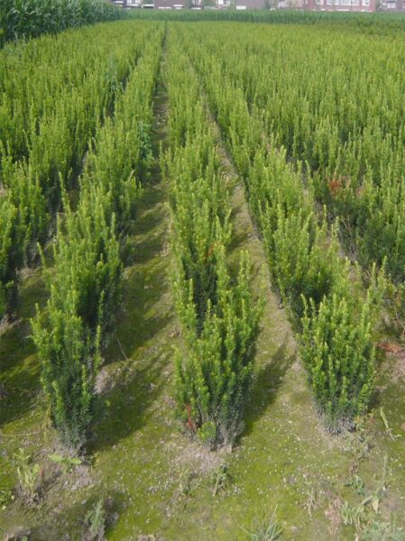 Taxus media 'Rising Star', männliche Bechereibe 'Rising Star' 50-60 cm m. B., aufrecht wachsender Nadelgehölz-Bestand in Reihen