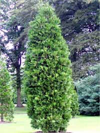 Rauch-Zypresse / Weihrauchzeder / Calocedrus decurrens