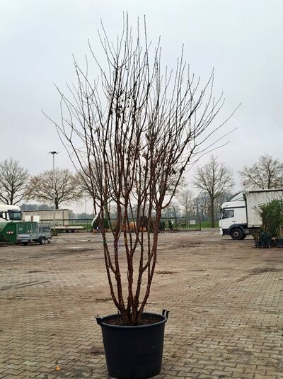 Prunus serrula, Mahagoni-Kirsche, Tibetanische Berg-Kirsche 'Schirmform' 250-300 cm im Container, mehrstämmiger Baum ohne Laub