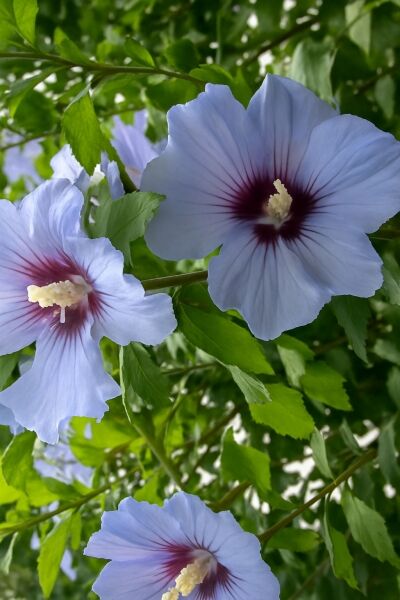 Garten-Eibisch 'Coelestis' / Garten-Eibisch 'Coelestis'