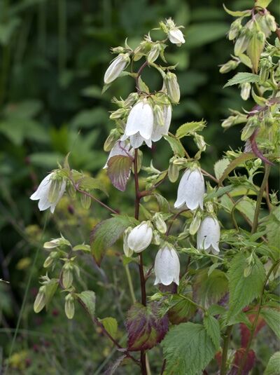 Korea-Glockenblume 'Alba' - Campanula takesimana 'Alba'