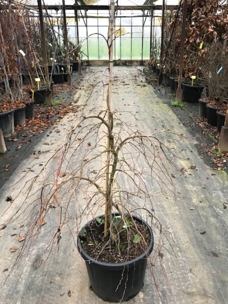 Styrax japonicus 'Issai'   / Japanischer Storaxbaum 'Issai' / Japanischer Schneeglöckchenbaum 'Issai'