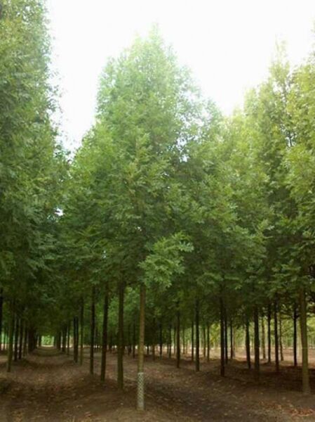 Fraxinus excelsior 'Westhof's Glorie', Nichtfruchtende Straßen-Esche, Hochstamm 35-40 StU, mehrere Bäume in Reihen gepflanzt.