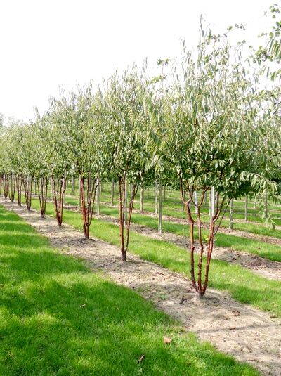 Prunus serrula 'Branklyn' / Zierkirsche 'Branklyn' Schirmform als mehrstämmige Jungbäume in Baumschulreihe