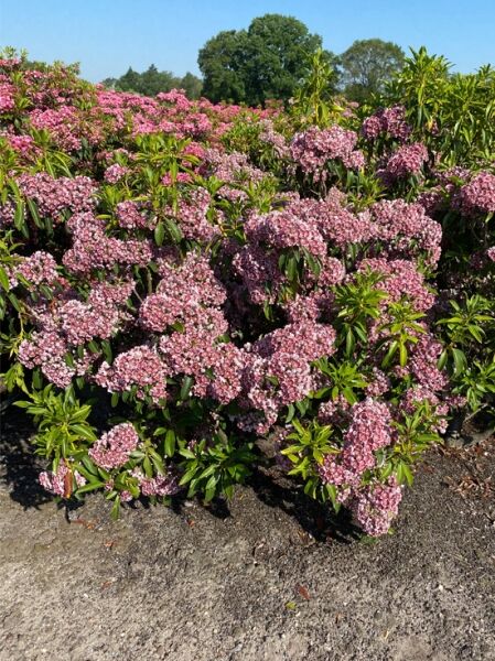 Kalmia latifolia 'Pinwheel' (Lorbeerrose/Berglorbeer) Solitär mit rosa Blütendolden und immergrünem Laub, 90–100 cm Höhe m. B.