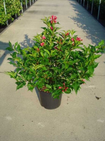 Weigela 'Candida' / Weigelie 'Candida' 80-100 cm C12 im Topf mit grünem Laub und rosafarbenen Blütenknospen
