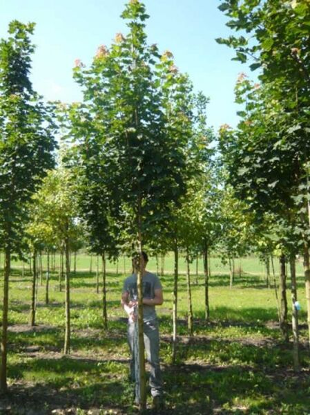 Spitz-Ahorn 'Columnare' (Acer platanoides 'Columnare'), säulenförmiger Hochstamm mit dichtem, grünem Laub.