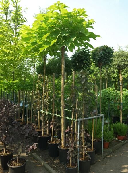 Morus alba 'Macrophylla' / Platanenblättriger Maulbeerbaum 'Macrophylla' Hochstamm im Container mit großer grüner Krone