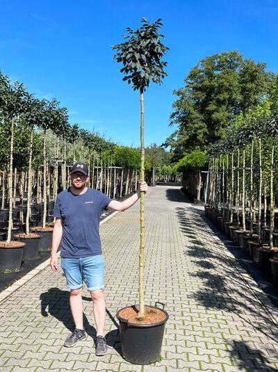 Fraxinus ornus 'Mecsek' Kugelförmige Manna-Esche, Kugelkrone am Stamm, im Container (225 cm, Stammumfang 10-12 cm)