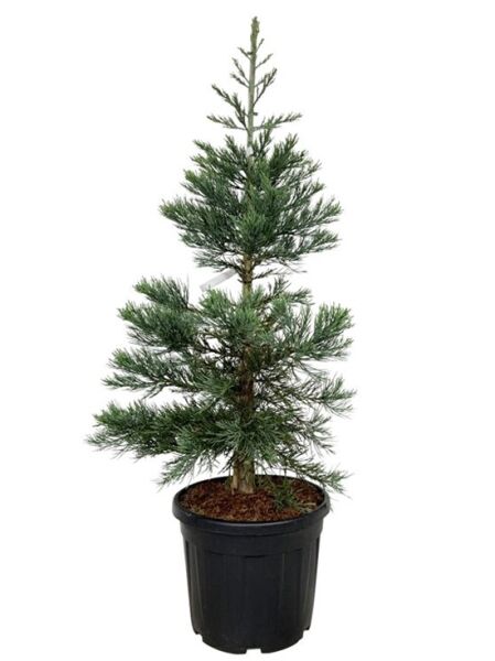 Blauer Mammutbaum / Sequoiadendron giganteum 'Glaucum'