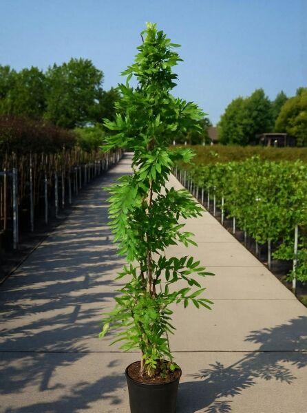 Weißer chinesischer Blauregen (Wisteria sinensis 'Alba') 175-200 cm C10, aufrecht wachsend im schwarzen Container mit grünem Laub