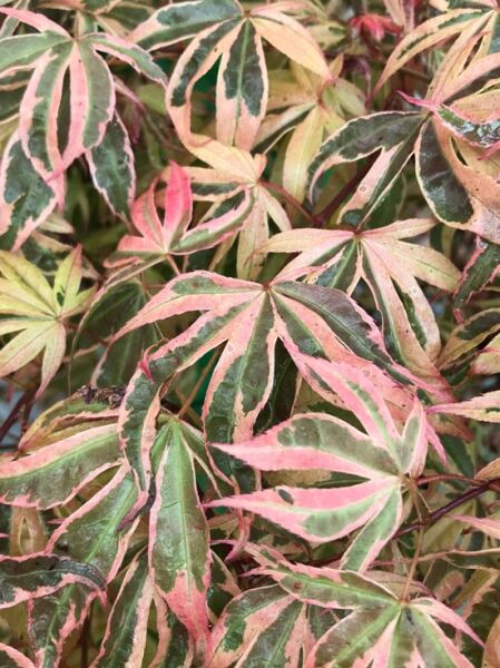 Fächer-Ahorn 'Shirazz' ® / Acer palmatum 'Shirazz' ®