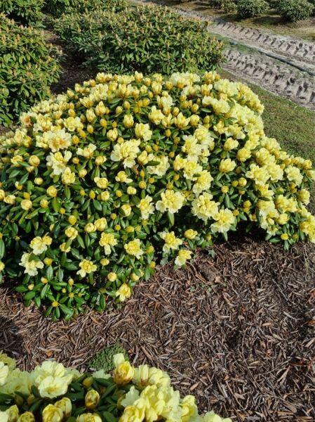 Rhododendron 'Lucinda' lebender Stein  / Rhododendron yakushimanum 'Lucinda'  120-140 cm breit x 60-70 cm hoch