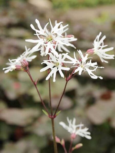 Kuckucks-Licht-Nelke 'White Robin' / Lychnis flos-cuculi 'White Robin'