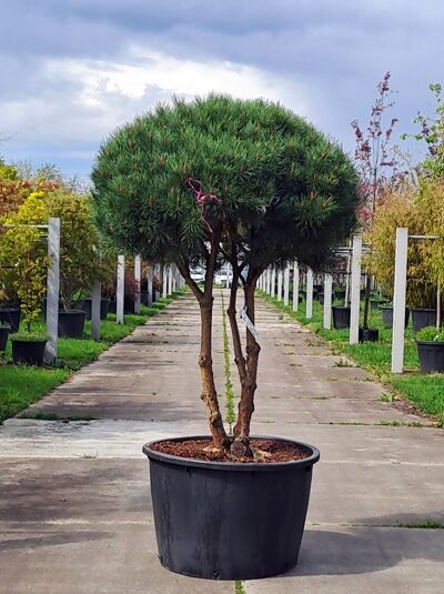 Strauch-Wald-Kiefer (Schirmform) (874415) - Pinus sylvestris 'Watereri' Breit 130 cm x Hoch 160 cm (874415)
