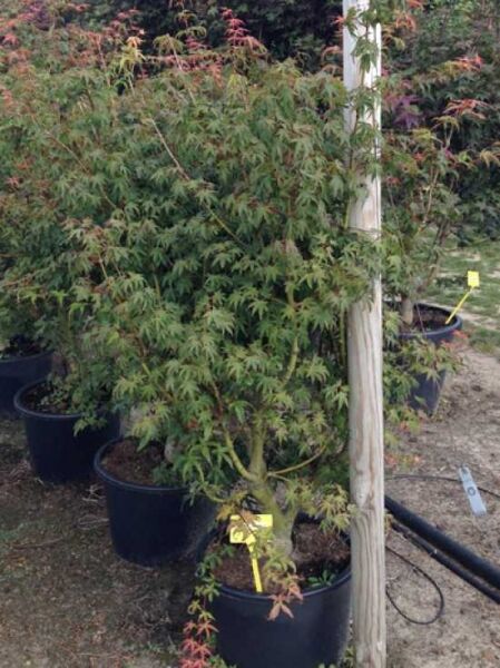 Acer palmatum 'Carminium' / Karminroter Fächerahorn