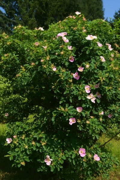 Wild-Rose / Virginische Rose / Wild-Rose / Virginische Rose