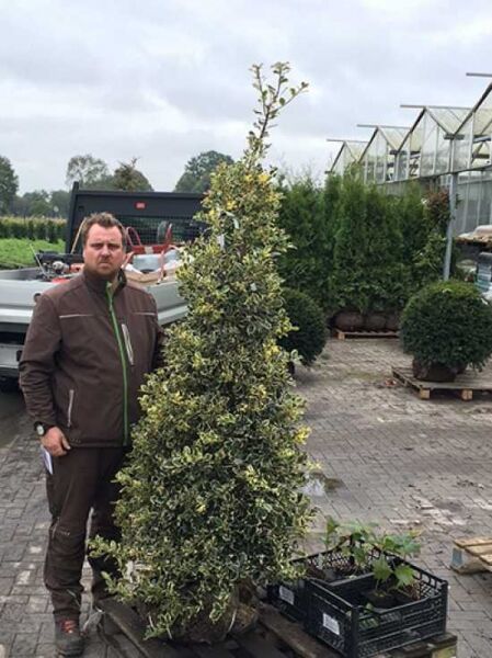 Europäische Stechpalme Ilex aquifolium 'Argentea Marginata' 175–200 cm mit Ballen, Solitär, immergrüner Strauch mit panaschiertem Laub