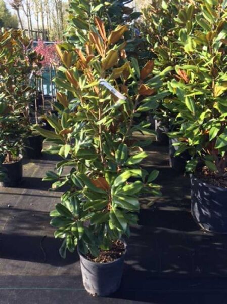 Großblütige Magnolie 'Goliath' / Magnolia grandiflora 'Goliath'