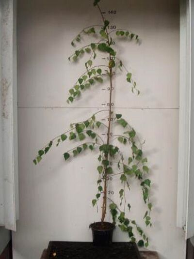 Betula pendula 'Youngii' / Trauer-Birke 'Youngii' 100-125 cm C3, junger Baum im Topf mit hängenden Zweigen und grünen Blättern.