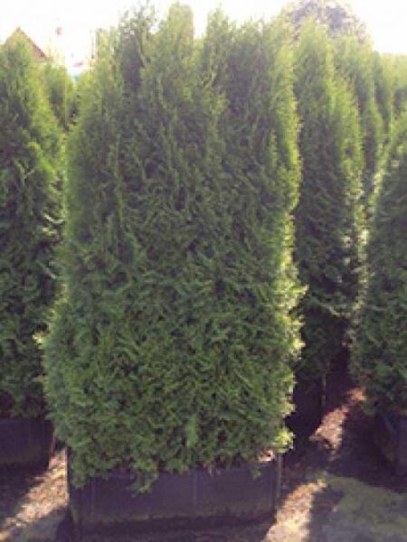 Thuja occidentalis 'Smaragd' / Lebensbaum 'Smaragd' Heckenelement 200 x 100 x 40 cm