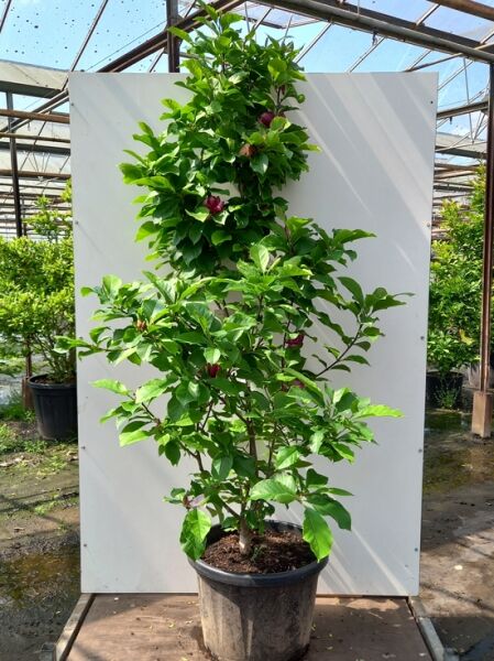 Magnolie 'Genie' / Magnolie 'Genie'