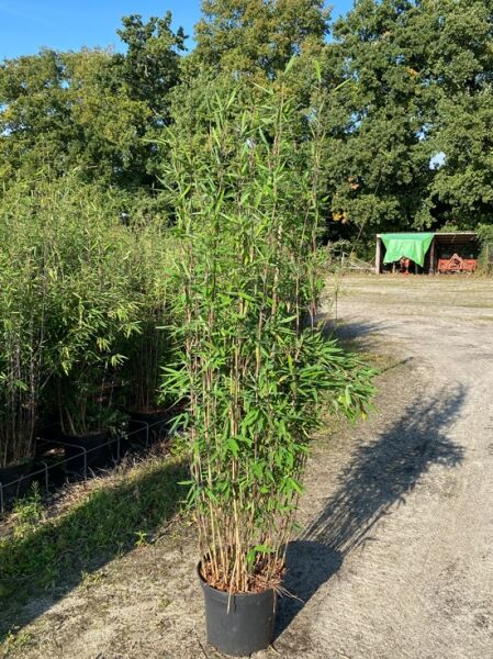  Schwarzer Schirmbambus 'Black Pearl' ® /  Schwarzer Schirmbambus 'Black Pearl' ®