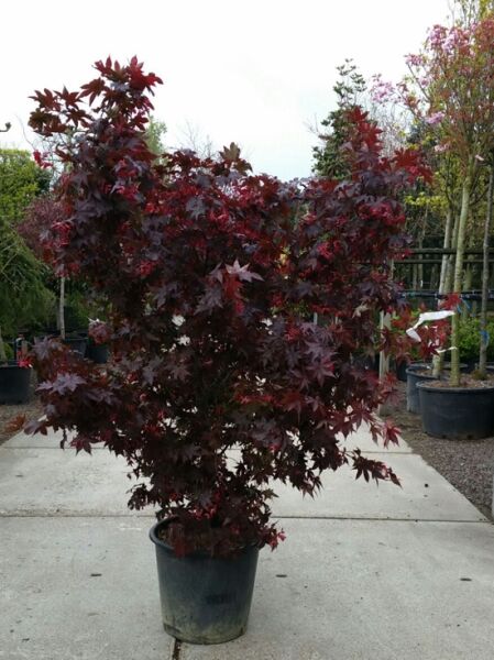 Acer palmatum 'Fireglow' – Roter Fächer-Ahorn, Japanischer Ahorn im Container C110, 175–200 cm, mit dunkelrotem Laub.