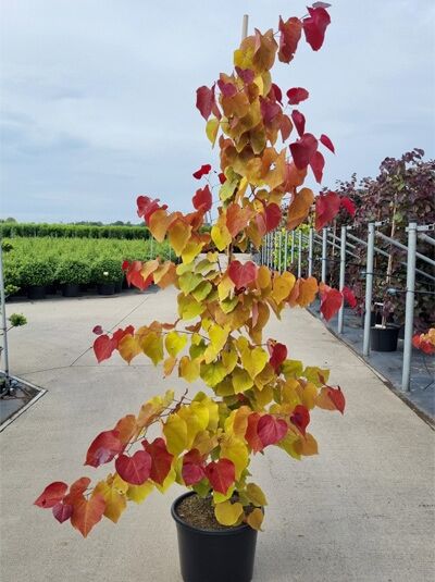 Kanadischer Judasbaum (Cercis canadensis) 'Eternal Flame'® im Topf, junger Zierbaum mit herzförmigen Blättern in Gelb, Orange und Rot.