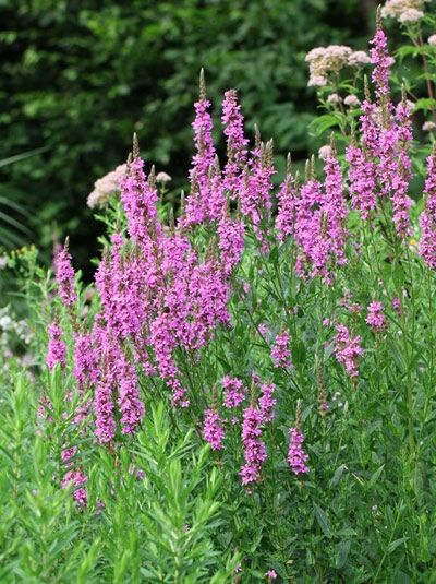 Blut-Weiderich  / Lythrum salicaria