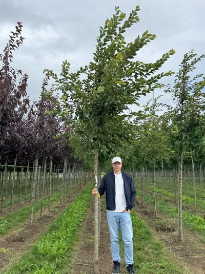 Prunus 'Accolade' / Frühe Zierkirsche 'Accolade' Hochstamm 14-16 StU mit Drahtballen, Baum mit grünem Laub am Stamm