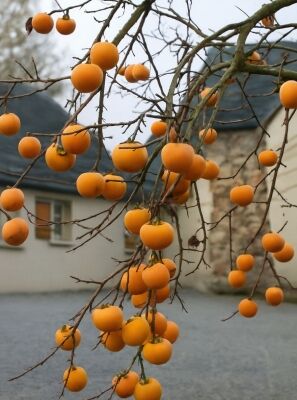 welchen dnger fr kirschbaum Obstbaumdnger - Mineralischer NPK Flssigdnger mit Stickstoff