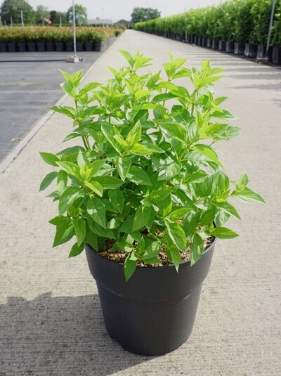 Rispen-Hortensie Hydrangea paniculata 'Polar Bear', 40-50 cm C5, grüne Blätter im schwarzen Pflanztopf