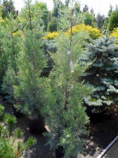 Blaue Arizona-Zypresse / Cupressus arizonica 'Glauca'