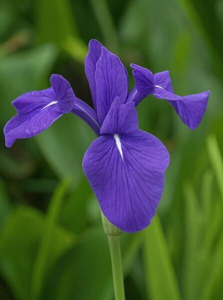 Asiatische Sumpf-Schwertlilie (Iris laevigata) mit violetter Blüte und weißen Zeichnungen, Nahaufnahme am Stiel.