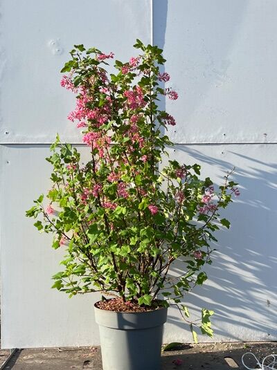 Blut-Johannisbeere &#039;King Edward VII&#039; / Ribes sanguineum &#039;King Edward VII&#039;