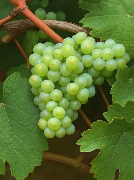 Vitis 'Riesling' / Weintraube 'Riesling' mit hellgrünen Trauben am Rebstock, umgeben von Weinblättern