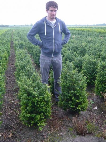 Löffel-Ilex / Japanischer Ilex 'Convexa' / Löffel-Ilex / Japanischer Ilex 'Convexa'