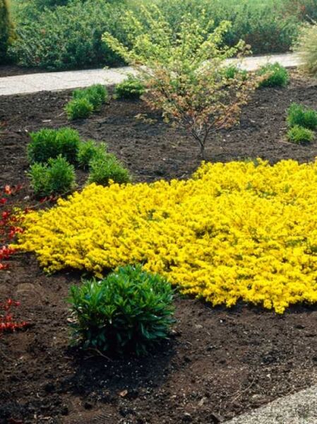 Duftender Kriechginster 'Osiris' (Cytisus beanii 'Osiris') als niedriger Bodendecker mit zahlreichen gelben Blüten im Beet