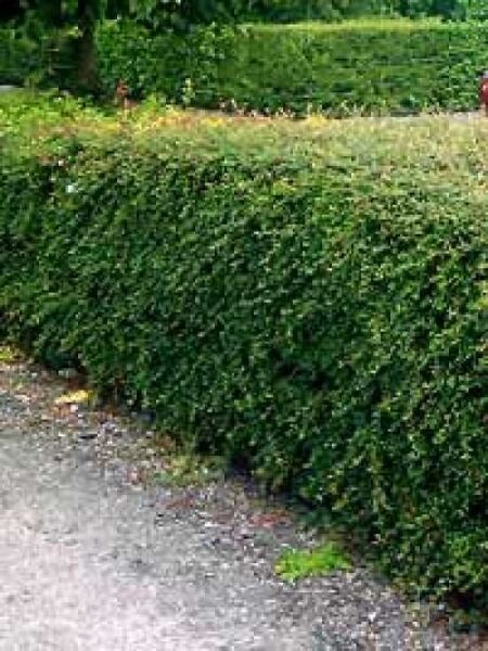 Franchets Zwergmispel / Cotoneaster franchetii