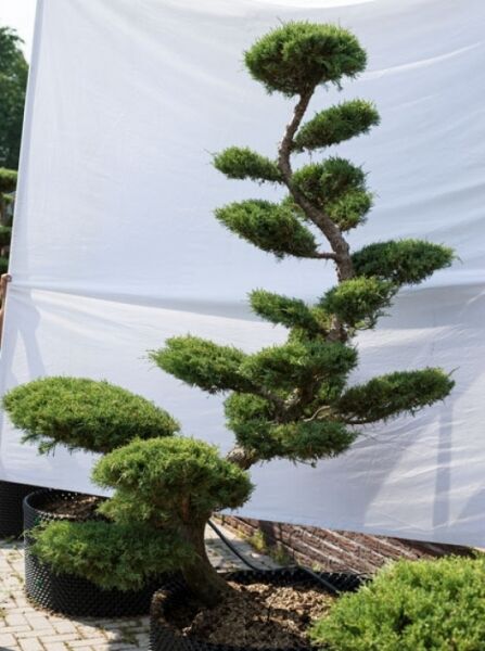 Garten-Bonsai (626) / Juniperus media 'Hetzii' H: 200 cm B: 140 cm
