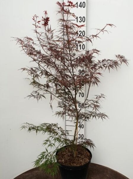 Japanischer Ahorn Acer palmatum 'Firecracker ®' 80-100 cm C12 im Topf, schlanker Stamm mit feinem, rotgrünem Laub.