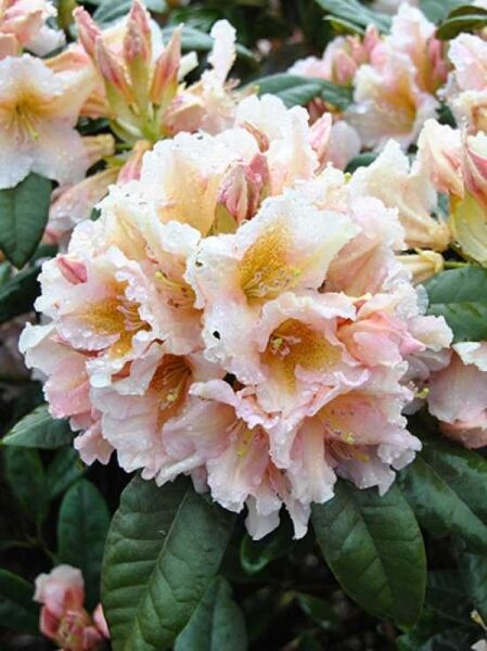 Rhododendron Hybride 'INKARHO Gloria ®' / Rhododendron 'INKARHO Gloria ®'